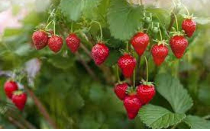 If the strawberry in the market turns out to be bad, then its cultivation starts and earns money.