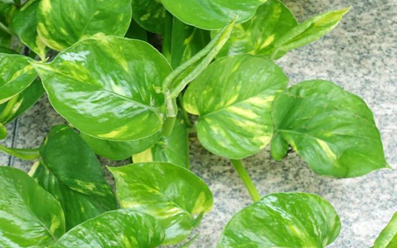 Know the three main varieties of money plant