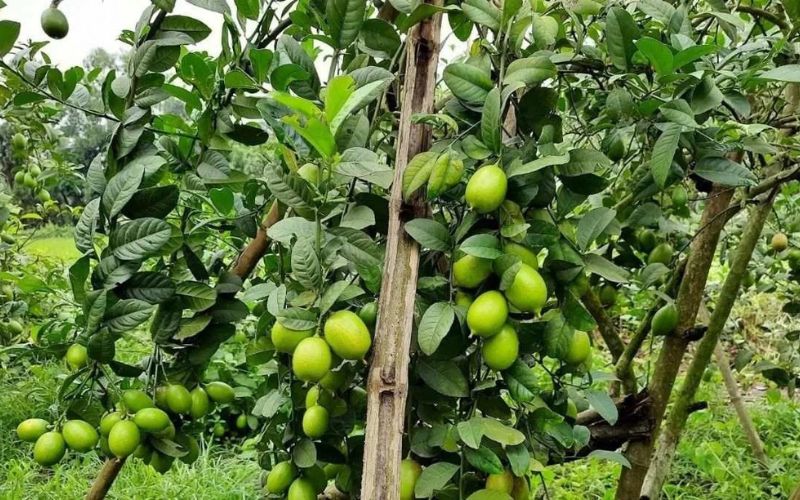 Lemon farming is an excellent source of income, lemon gardening can be done even in small areas