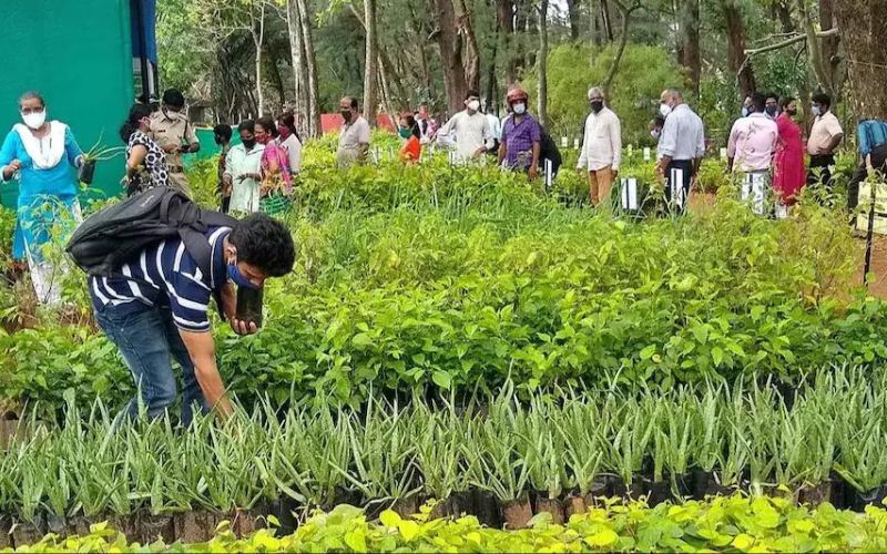 Rajasthan government takes action to investigate medicinal plants