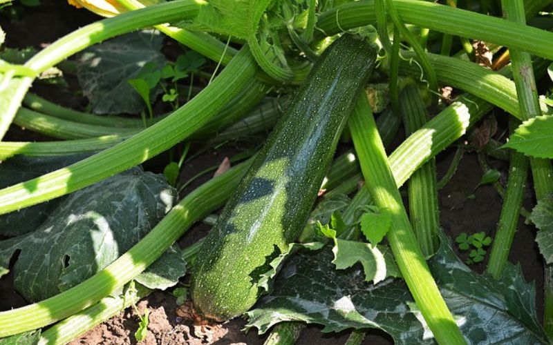 Farmer Dilip Kumar Mandal, resident of Bhagalpur district of Har, has grown vegetable from seeds which sells for Rs 70 thousand per kg