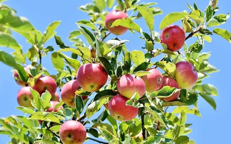 These days the work of applying fertilizer is being done in apple orchards