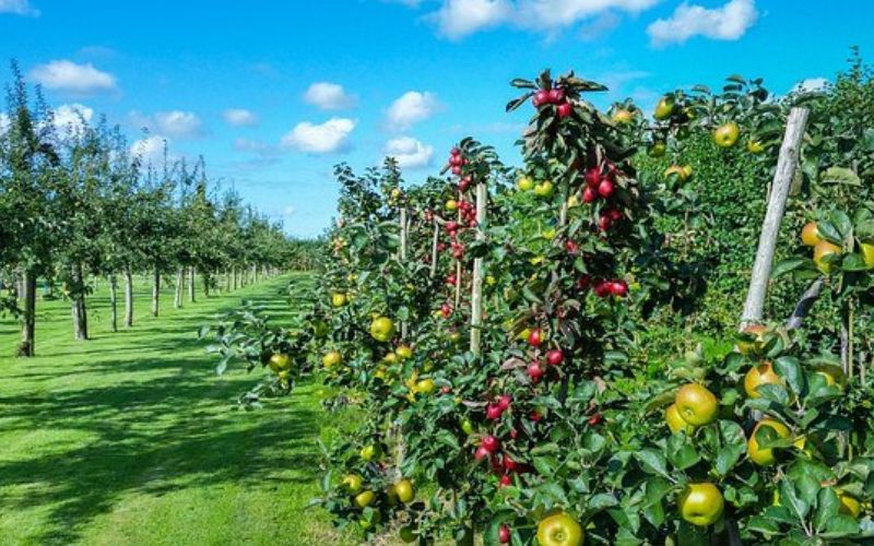 The month of March is considered the best month for gardening.