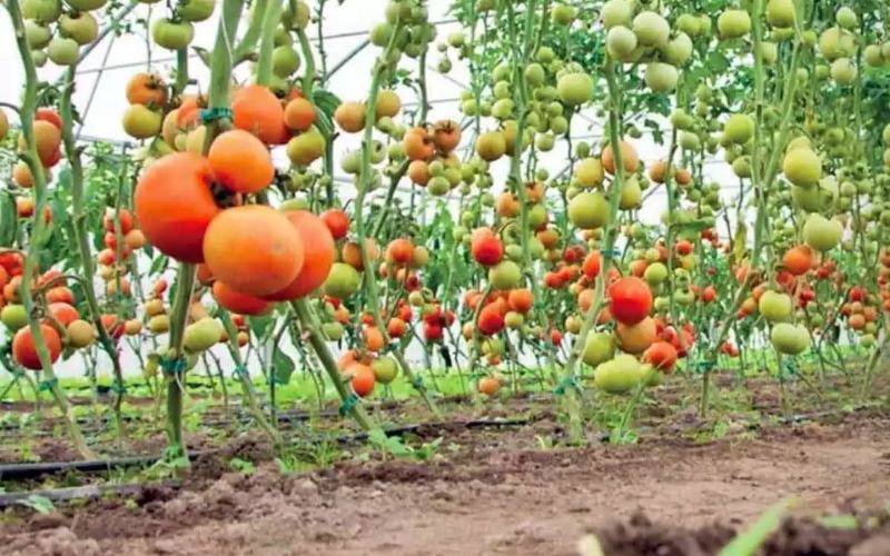 There is always demand for tomatoes in the market. In such a situation