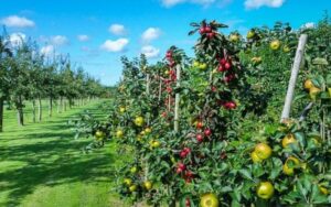 A review committee meeting was held under the Integrated Horticulture