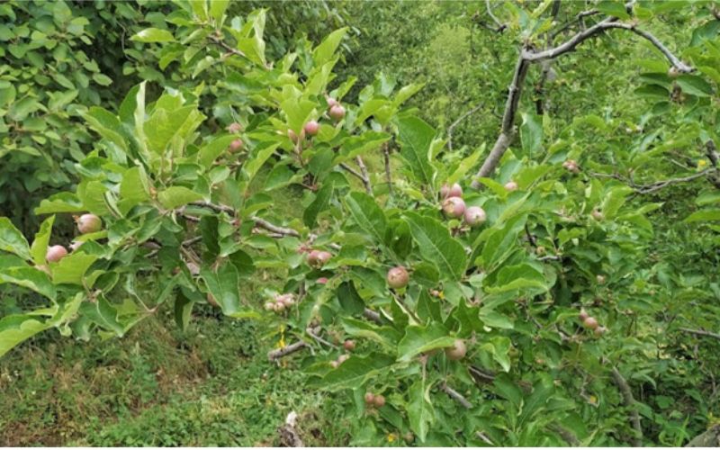 A two-day training program for gardeners was organized at Kinnaur Agricultural Science