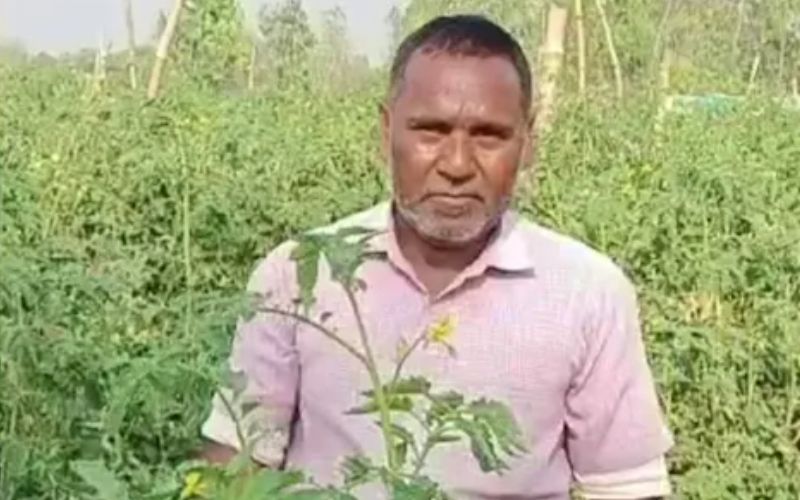 Farmer Bablu Kumar has done wonders in tomato cultivation