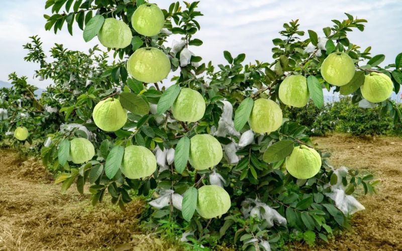 Farmer Vishal Sah, resident of Chhapra district of Bihar, has set an example in the field of horticulture by cultivating guava.