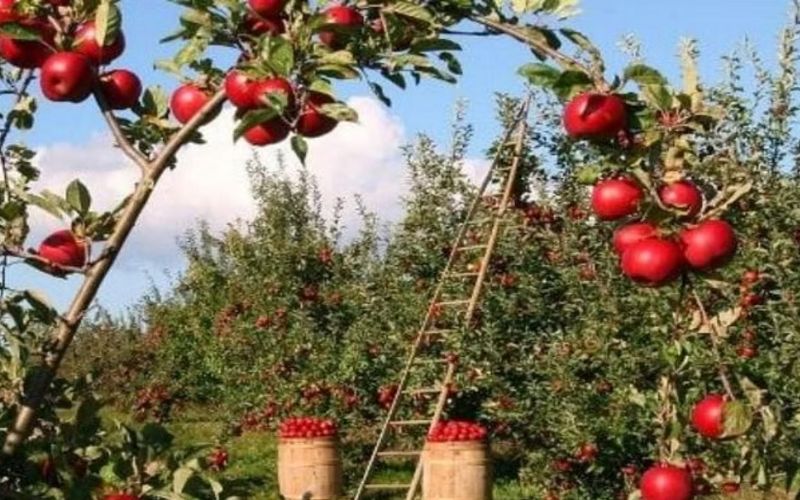 The rains in the beginning of March have given a ray of hope to the farmers cultivating apples.