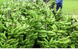 Ramesh Singh is cultivating banana through tissue culture.