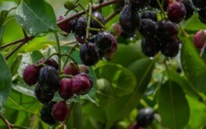 The first fruit that Nursery Today turns to for the management of diabetes is blackberries