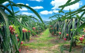 Vegetable and fruit cultivation is done on a large scale in Sunderbani