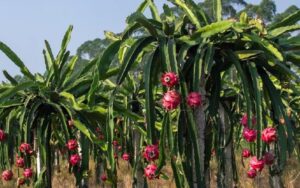 Vegetable and fruit cultivation is done on a large scale in Sunderbani