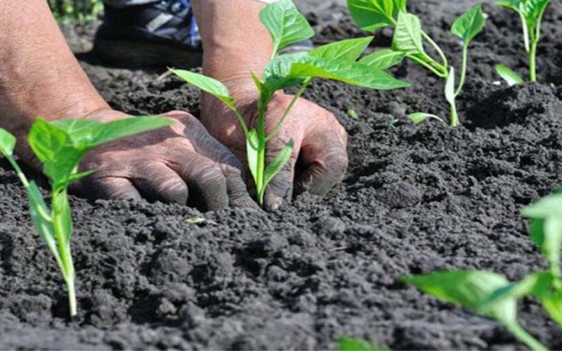 A two-day workshop for farmers and gardeners was organized by Jogori Gramin Sanstha in Dharamshala