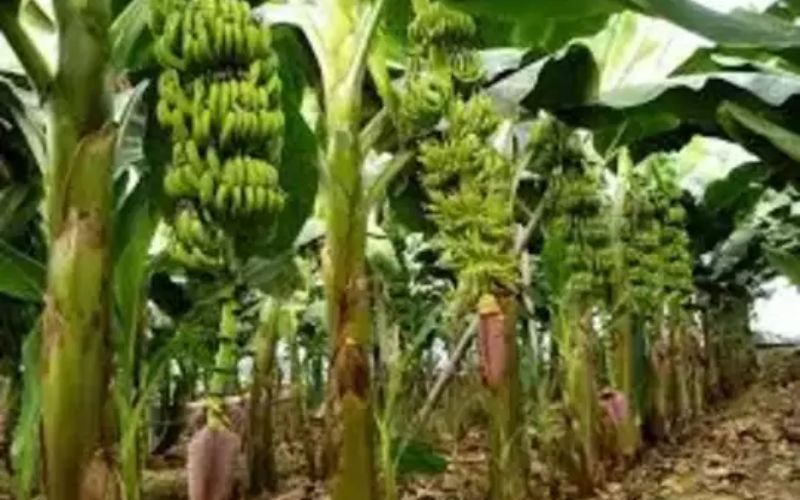 Farmers are cultivating bananas