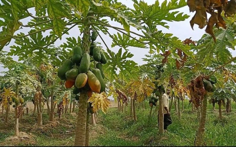 Farmers are doing papaya gardening in Bhusawar