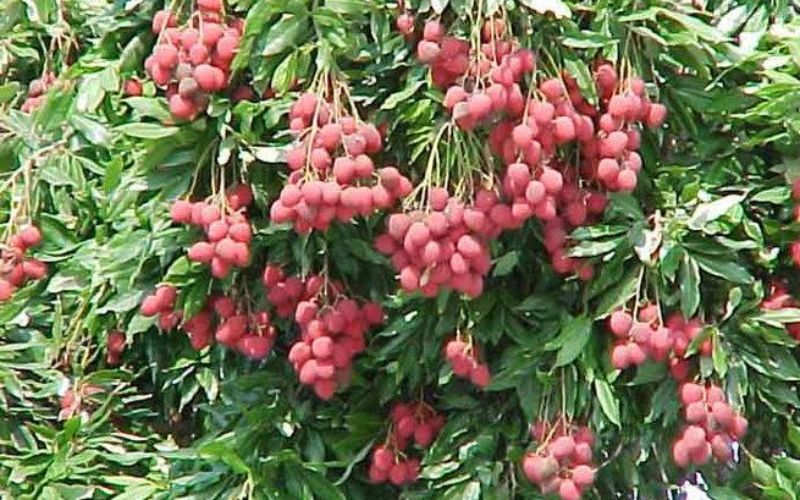 Litchi is recognized throughout the country