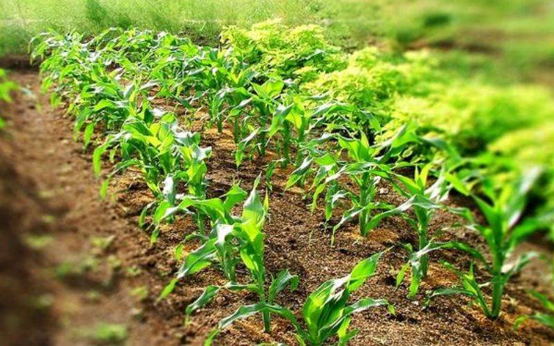 This farmer gives advice for gardening