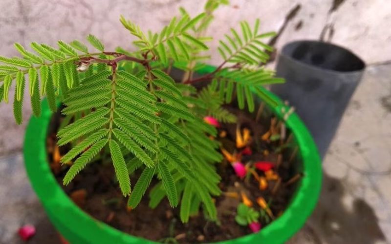 How to plant Shami plant in a pot