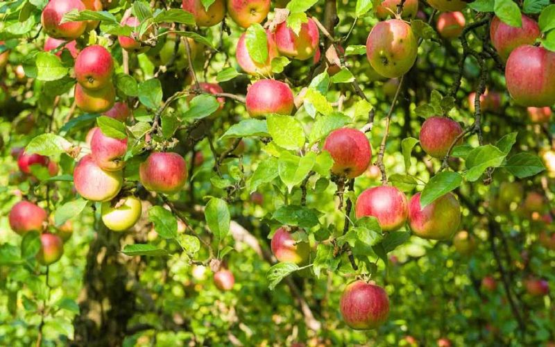 Apple orchardists are worried due to climate change.