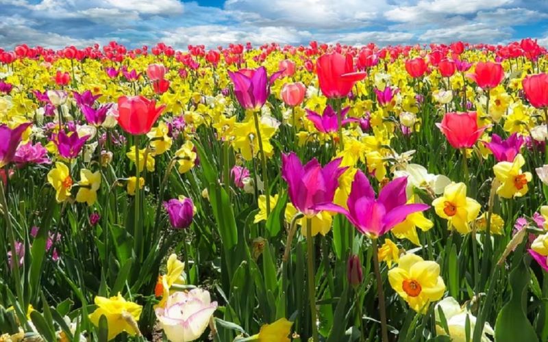 This village is buzzing with the cultivation of colorful flowers