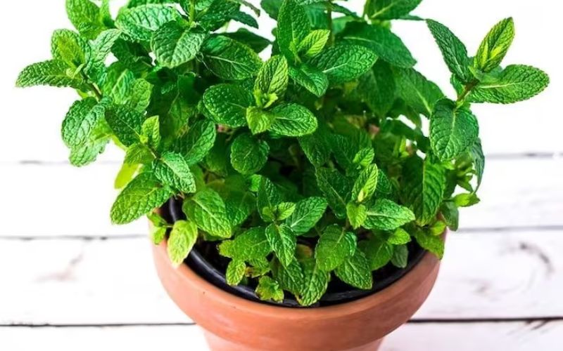 Mint can be grown in a pot