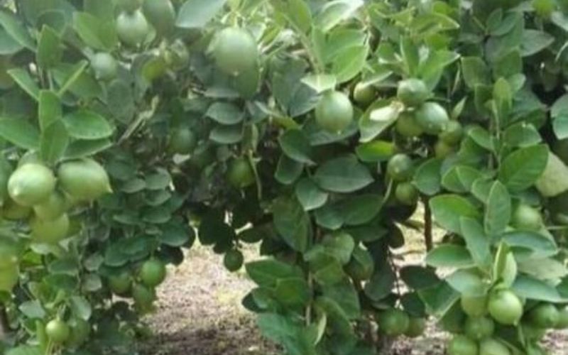 Kaggi lemon gives fruits twice in a year