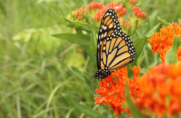 The benefits of butterfly gardening