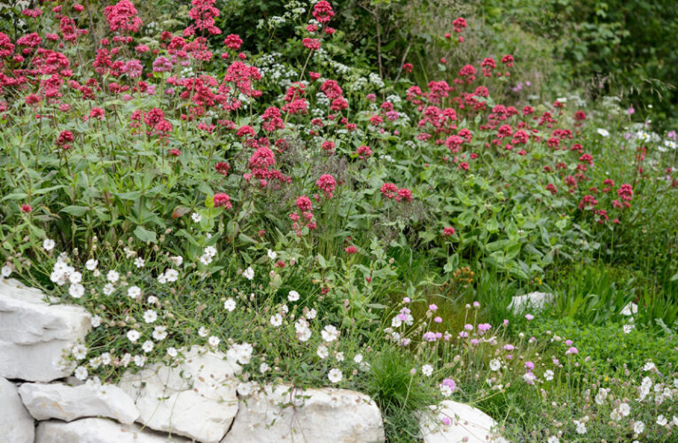 The challenges of coastal gardening