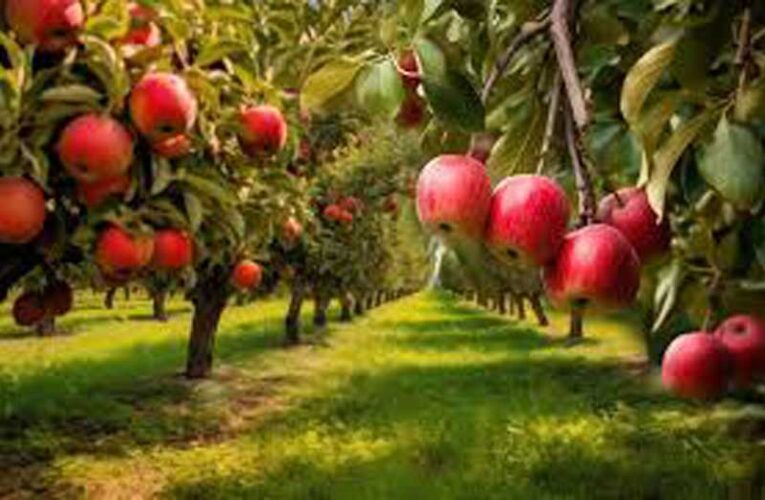 Krishi Vigyan Kendra, Kinnaur, celebrates ‘Apple Day’ with farmers