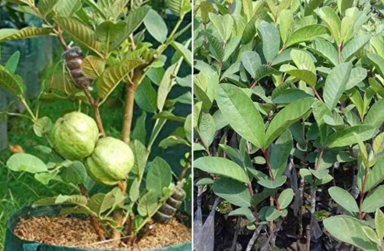 Officials inspect exotic species of fruits in Bihar’s Kheria Village