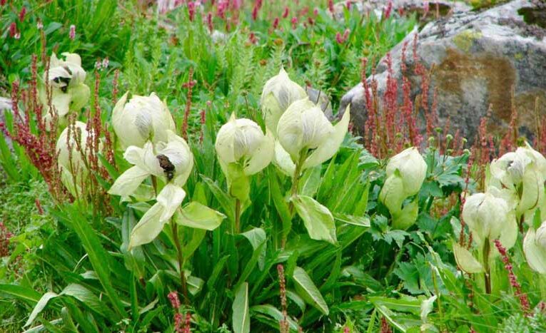 Brahma Kamal flower, symbol of prosperity, blooms without water