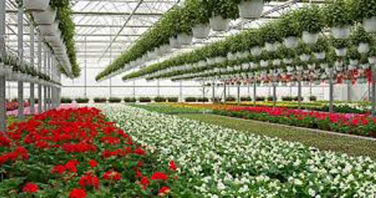 Floriculture market expects to grow at 7.66% annual rate by 2030