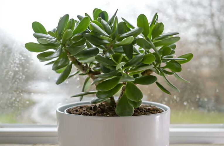 Crassula plant: A symbol of prosperity, resilience and striking appearance