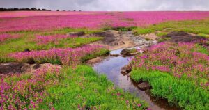 Kaas-Plateau-new