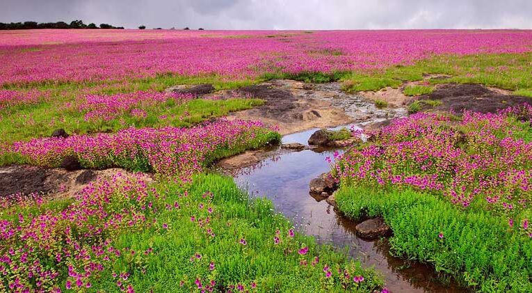 Kas Plateau experiences 50% more flowers this season