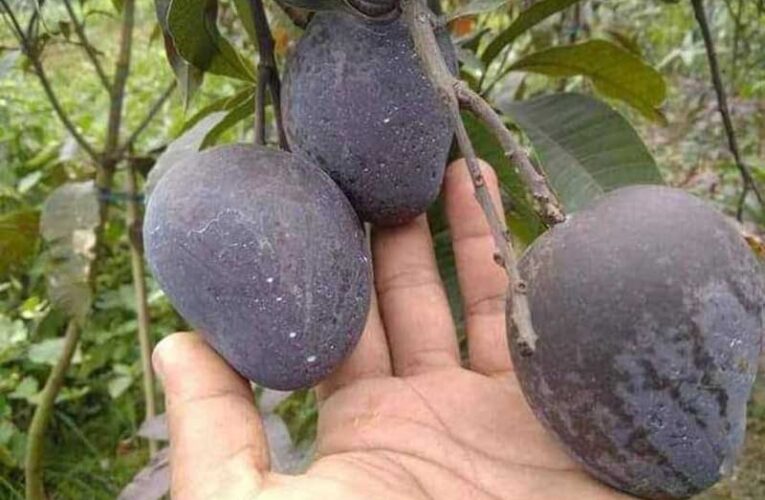 Black mango to be cultivated in Ara: A sweet and rare variety