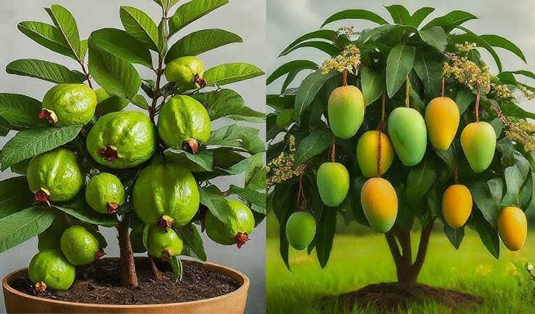 Guava and mango combo increases farmers’ income