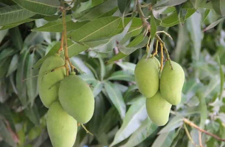 Experts from India, Australia, Israel to discuss mango productivity and quality