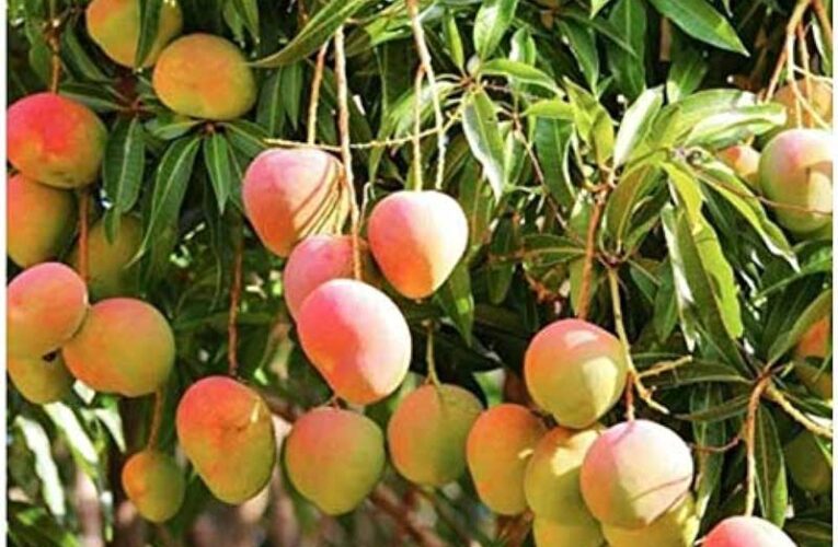 Bihar’s nursery offers 40 varieties of mango saplings