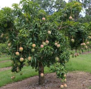 Mango-new-farming