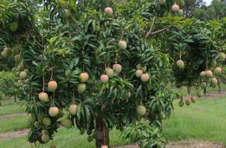 Mango farming begins in Bihar after monsoon on war footing