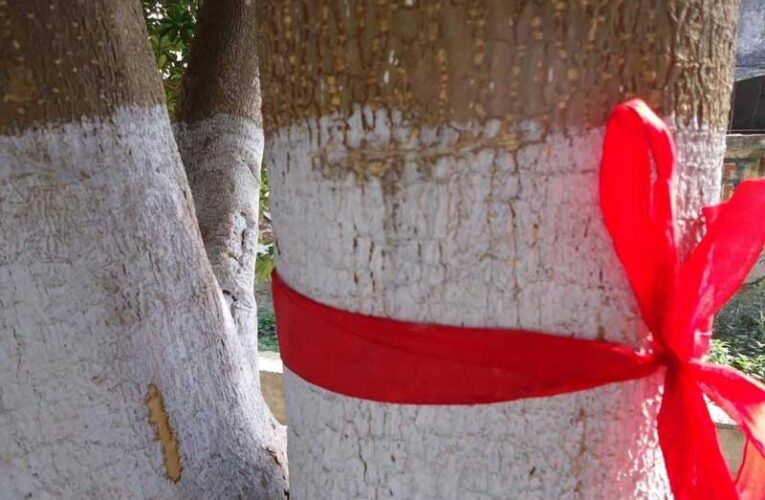 Red Tape Movement: A battle to protect trees and biodiversity