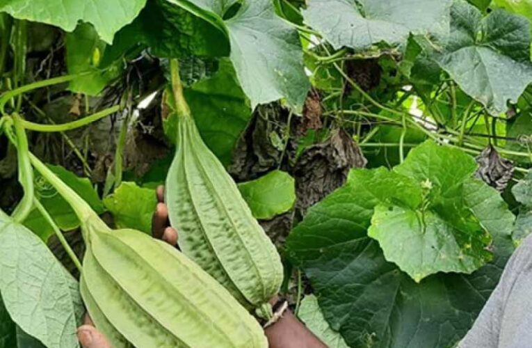 Prayagraj hosts horticulture fair, distributes vegetable seeds free