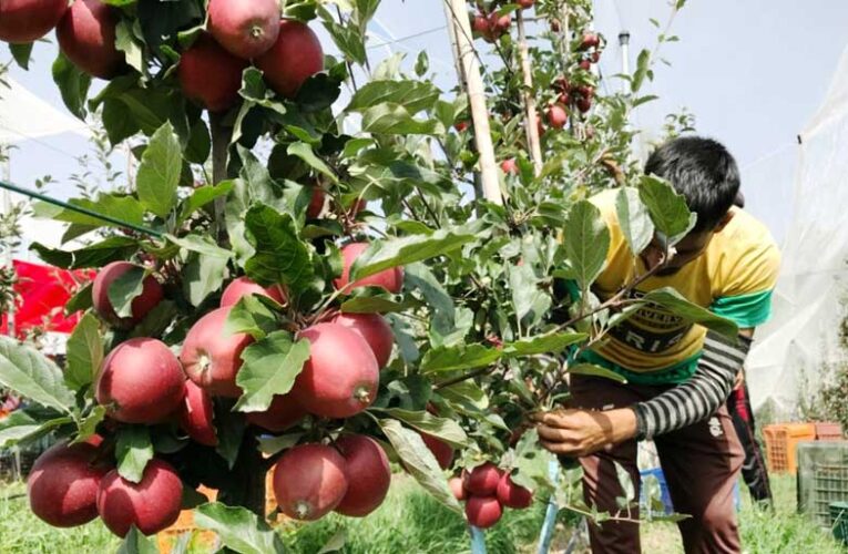 Rahul Gandhi calls for statehood to increase Kashmir’s apple exports