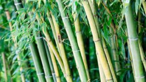 bamboo-new