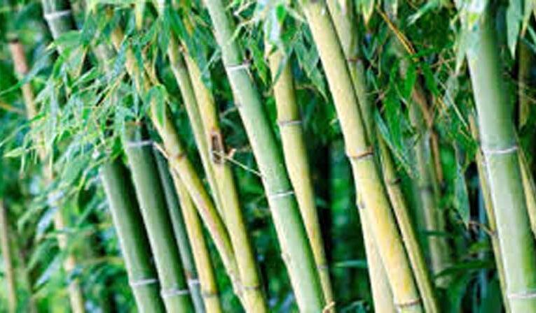 World Bamboo Day 2024 celebrates to raise awareness of its products