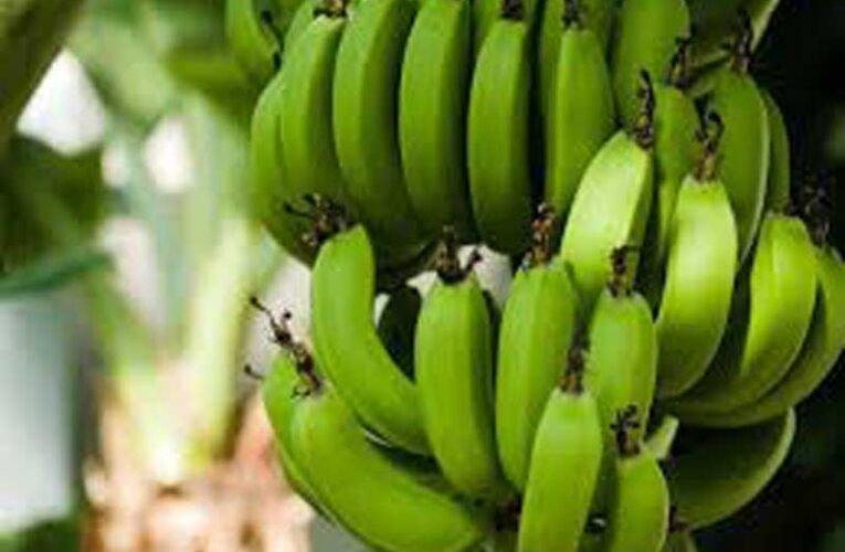 Desi banana farming becomes popular in Chapra for huge income