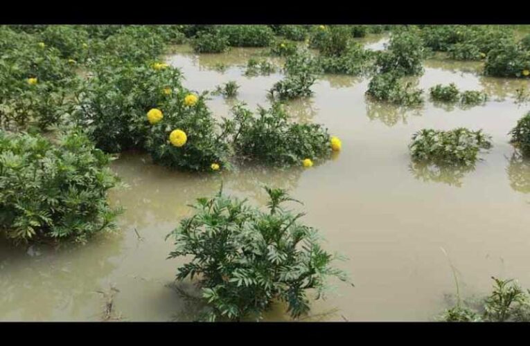 Flower shortage looms in West Bengal ahead of ‘Durga Puja’ amid floods