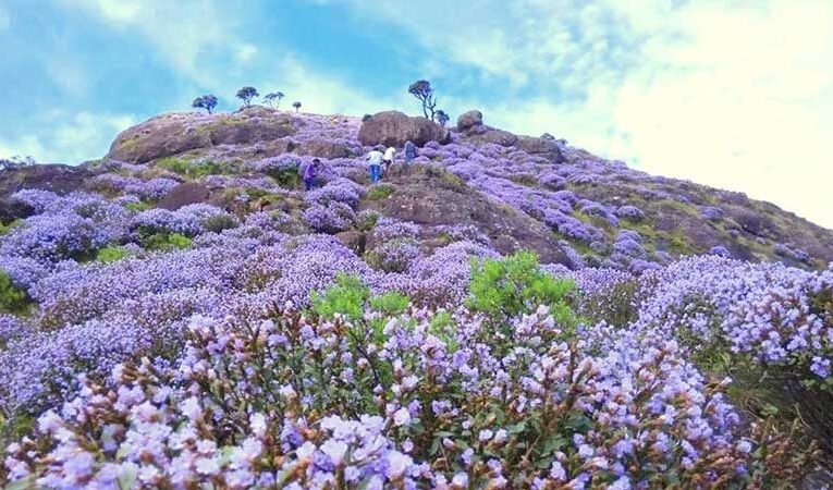 Neelakurinji flowers bloom in Nilgiris once every 12 years, nature’s magic